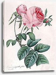 Постер Майская роза