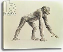 Постер Школа: Английская 20в. Dryopithecus Africanus