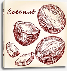 Постер Эскиз с кокосом