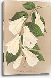 Постер Лемер Шарль Lapageria rosea R. et.P. var. albiflora