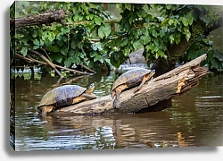Постер Дикие черепахи в озере