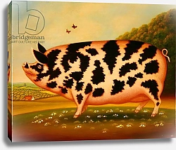 Постер Брумфильд Франсис (совр) Old Spot Pig, 1998