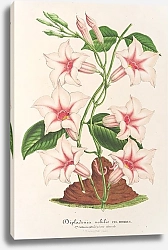 Постер Лемер Шарль Dipladenia nobilis
