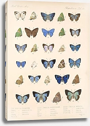 Постер Годман Фредерик Insecta Lepidoptera-Rhopalocera Pl 053