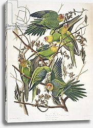Постер Ауборн Джеймс (птицы) Carolina Parakeet, from 'Birds of America', 1829