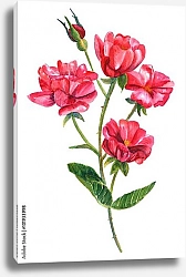 Постер Ветка красной розы с пятью цветками