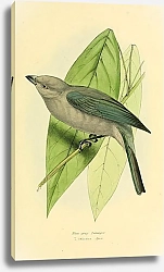 Постер Blue-grey Tanager