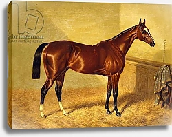 Постер Херринг Джон Orlando, a Bay Racehorse in a Loosebox, 1845