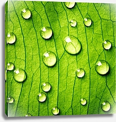 Постер Зеленый лист с каплями воды 10