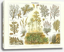 Постер Степные растения