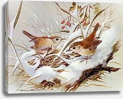 Постер British Birds - Wren