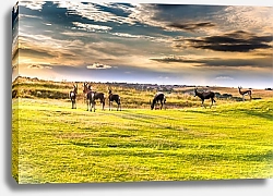 Постер Стая антилоп в поле на рассвете