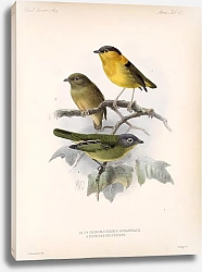 Постер Птицы J. G. Keulemans №43
