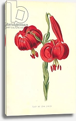 Постер Хулм Фредерик (бот) Lily of the Field