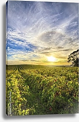 Постер Виноградники Макларен Вейл на закате, Австралия