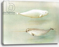 Постер Торнбурн Арчибальд (Бриджман) White Whale and Narwhal, from Thorburn's Mammals published by Longmans and Co, c. 1920