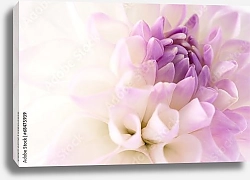 Постер Бело-фиолетовый георгин макро