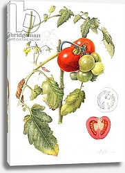 Постер Эден Маргарет (совр) Tomatoes, 1994 1