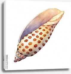 Постер Пятнистая морская ракушка