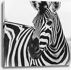 Постер Черно-белый портрет зебры