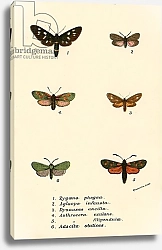 Постер Школа: Английская 19в. Butterflies 16