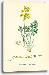 Постер Corydalis lutea. Yellow Fumitory. 3