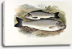 Постер Black-finned trout
