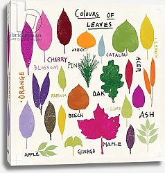 Постер Фрэн Дженни Colours of Leaves