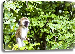 Постер Детёныш обезьяны в зелёной листве
