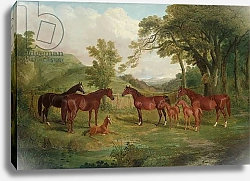 Постер Херринг Джон The Streatlam Stud, Mares and Foals, 1836