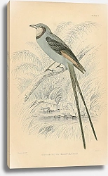 Постер Scissor-tail or Swallow Blackcap