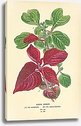 Постер Iresine Herbstii (A) var. acuminata (B) var. aureo-reticutata