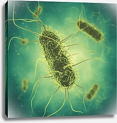 Постер Бактерия сальмонеллы
