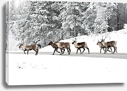 Постер Группа оленей, переходящая дорогу в зимнем лесу