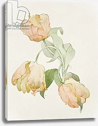 Постер Кресвелл Сара Parrot tulips