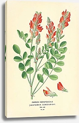 Постер French Honeysuckle (Hedysarum Coronarium)