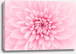 Постер Розовые лепестки хризантемы, макро
