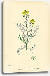 Постер Nasturtium Sylvestre. Creeping Yellow-cress. 1