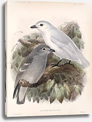 Постер Птицы J. G. Keulemans №44