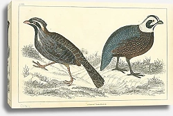 Постер Goldsmith's Birds №1 1