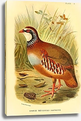 Постер Spanish Red-Legged Partridge