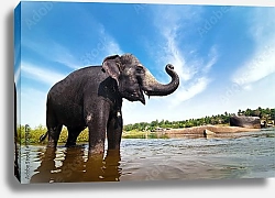 Постер Индийский слон в воде