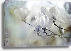 Постер Белые цветы магнолии, ретро