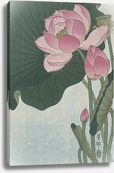 Постер Косон Охара Blooming lotus flowers