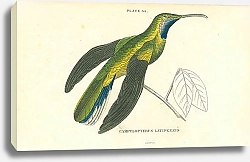 Постер Campylopterus Latipennis 2