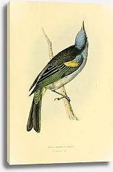 Постер Yellow-shouldered Tanager