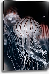Постер Белые медузы с красными полосками