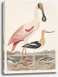 Постер Птицы Америки Уилсона 64