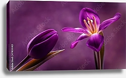 Постер Два фиолетовых тюльпана