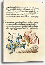 Постер Хофнагель Йорис Water Gnat, Martagon Lily, Yellow-Bellied Toad, and European Screw Shell